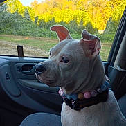Lucy is registered to the contest to win money with this photo: dog, white_dog, pet, car_interior, car_seat, collar, beaded_collar, window, nature, trees, sunlight, daytime, animal, side_view, domestic_animal, looking_out_window, calm, seated, vehicle, canine