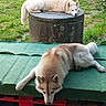 dog, husky, outdoor, grass, greenery, relaxing, resting, animal, pet, fur, nature, wood, stone, pallets, laying_down, canine, mammal, daylight, calm, two_dogs