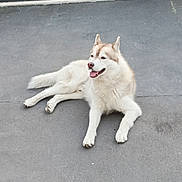 Vladimir participe au concours pour gagner de l'argent avec cette photo : dog, husky, animal, pet, canine, outdoor, concrete, gate, laying_down, fur, tongue_out, happy, ears_up, muzzle, paw, tail, relaxed, daylight, domestic_animal, quiet
