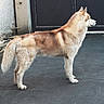 dog, husky, canine, pet, animal, standing, outdoor, fur, tail, ears, side_view, gate, concrete, quiet, alert, domestic_animal, mammal, watchful, fence, calm