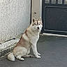 Vladimir a rejoint le concours — aidez-le/la à gagner de superbes lots ! dog, husky, sitting, outdoor, concrete, wall, gate, pet, animal, fur, canine, quiet, resting, daylight, alone, watching, ears, tail, pavement, calm