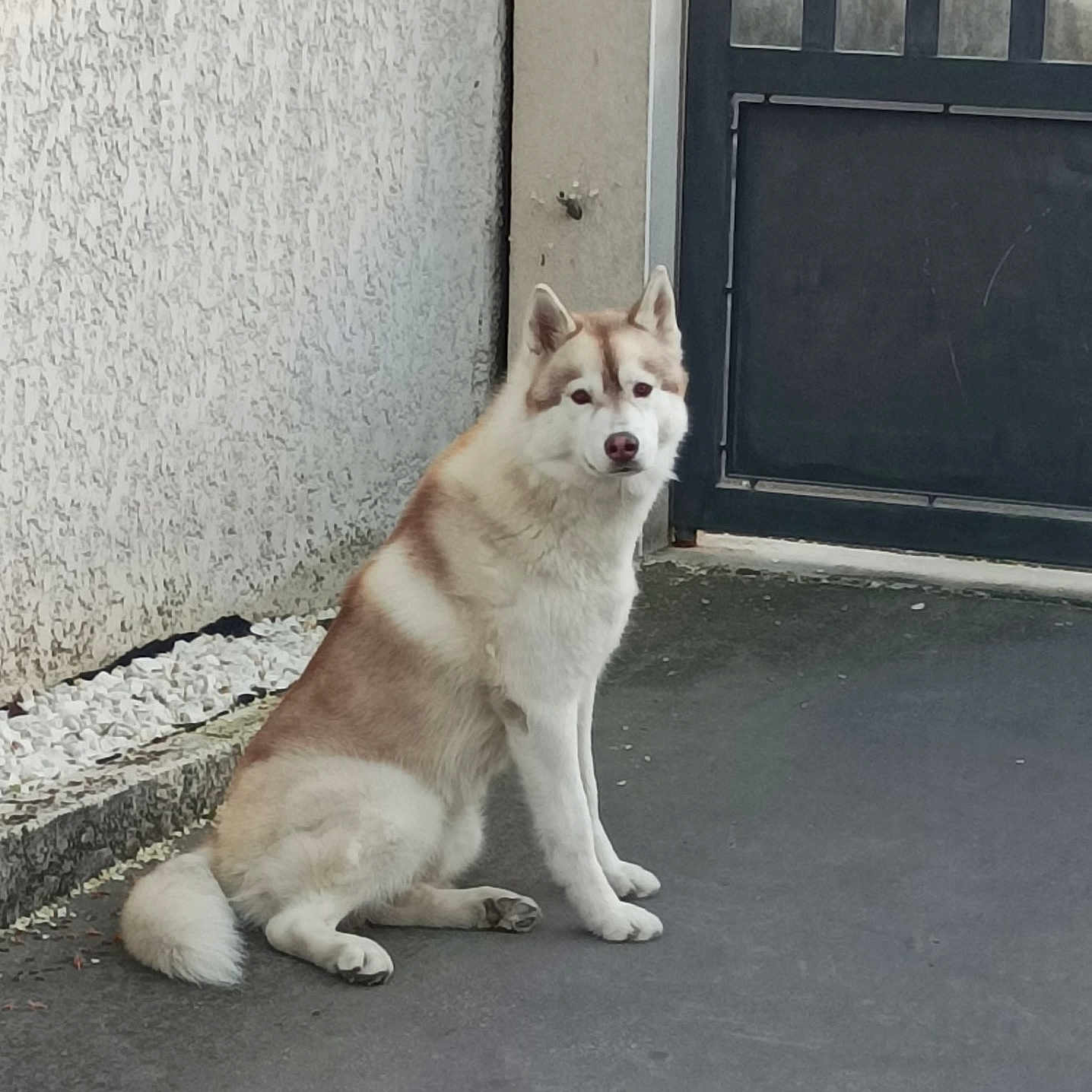 Vladimir a rejoint le concours — aidez-le/la à gagner de superbes lots ! dog, husky, sitting, outdoor, concrete, wall, gate, pet, animal, fur, canine, quiet, resting, daylight, alone, watching, ears, tail, pavement, calm