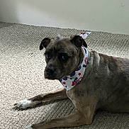 Tonka joined the competition — help win amazing prizes! animal, bandana, brown, canine, carpet, collar, curious, dog, domestic, ears, face, floor, fur, indoor, looking, lying_down, pet, quiet, resting, white_paws