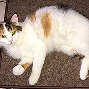 Mimosa a rejoint le concours — aidez-le/la à gagner de superbes lots ! aegean_cat, american_curl, carnivore, cat, cymric, domestic_long_haired_cat, domestic_short_haired_cat, felidae, mammal, norwegian_forest_cat, polydactyl_cat, ragamuffin, small_to_medium_sized_cats, tail, vertebrate, whiskers