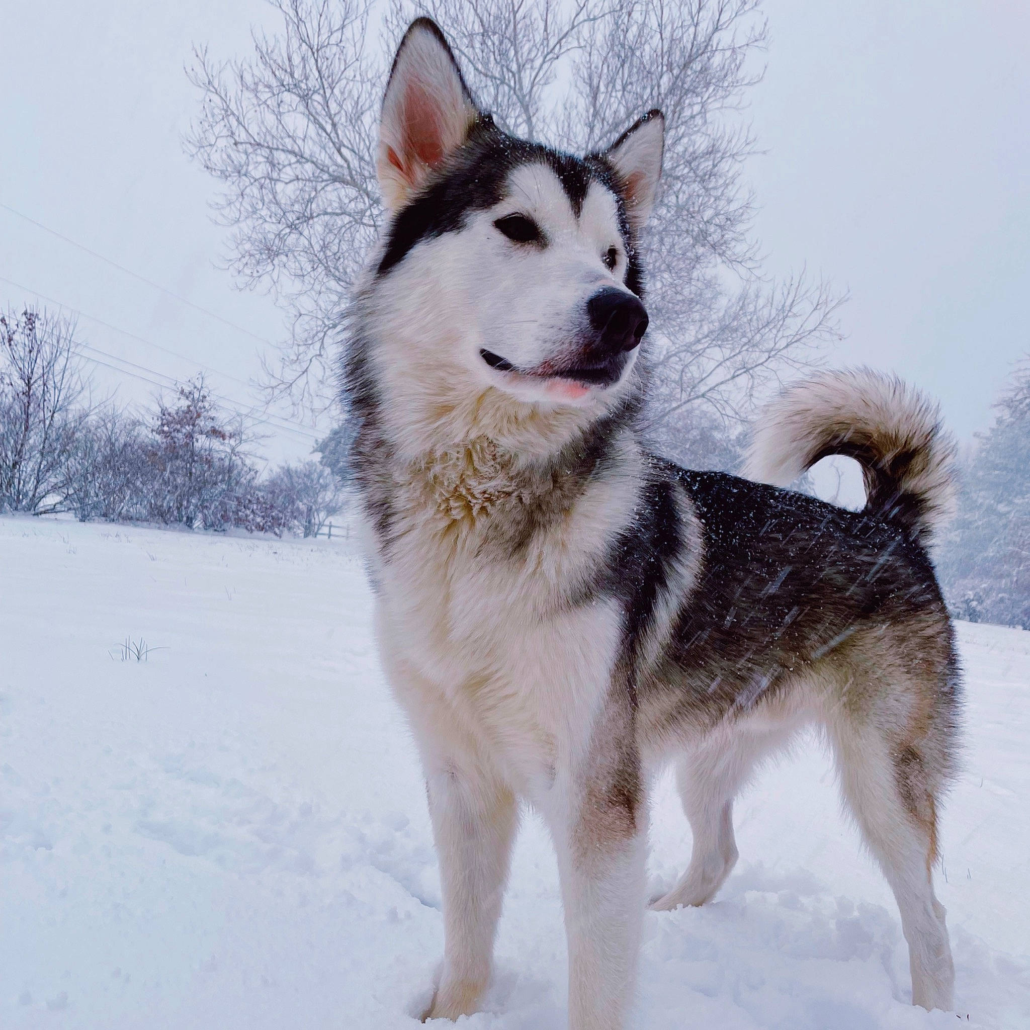 Jace is registered to the contest to win money with this photo: ancient_dog_breeds, canidae, carnivore, collar, dog, dog_breed, freezing, fur, siberian_husky, sky, sled_dog, snout, snow, sporting_group, tail, winter, working_animal, working_dog