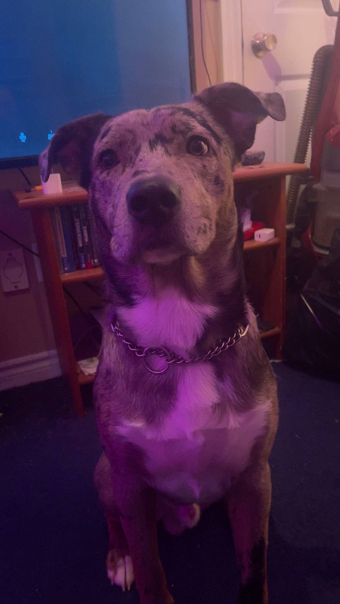 Dagger is registered to the contest to win money with this photo: canidae, carnivore, chair, collar, companion_dog, dog, dog_breed, dog_collar, electric_blue, fawn, fur, guard_dog, molosser, pet_supply, purple, snout, sporting_group, table, whiskers, working_animal