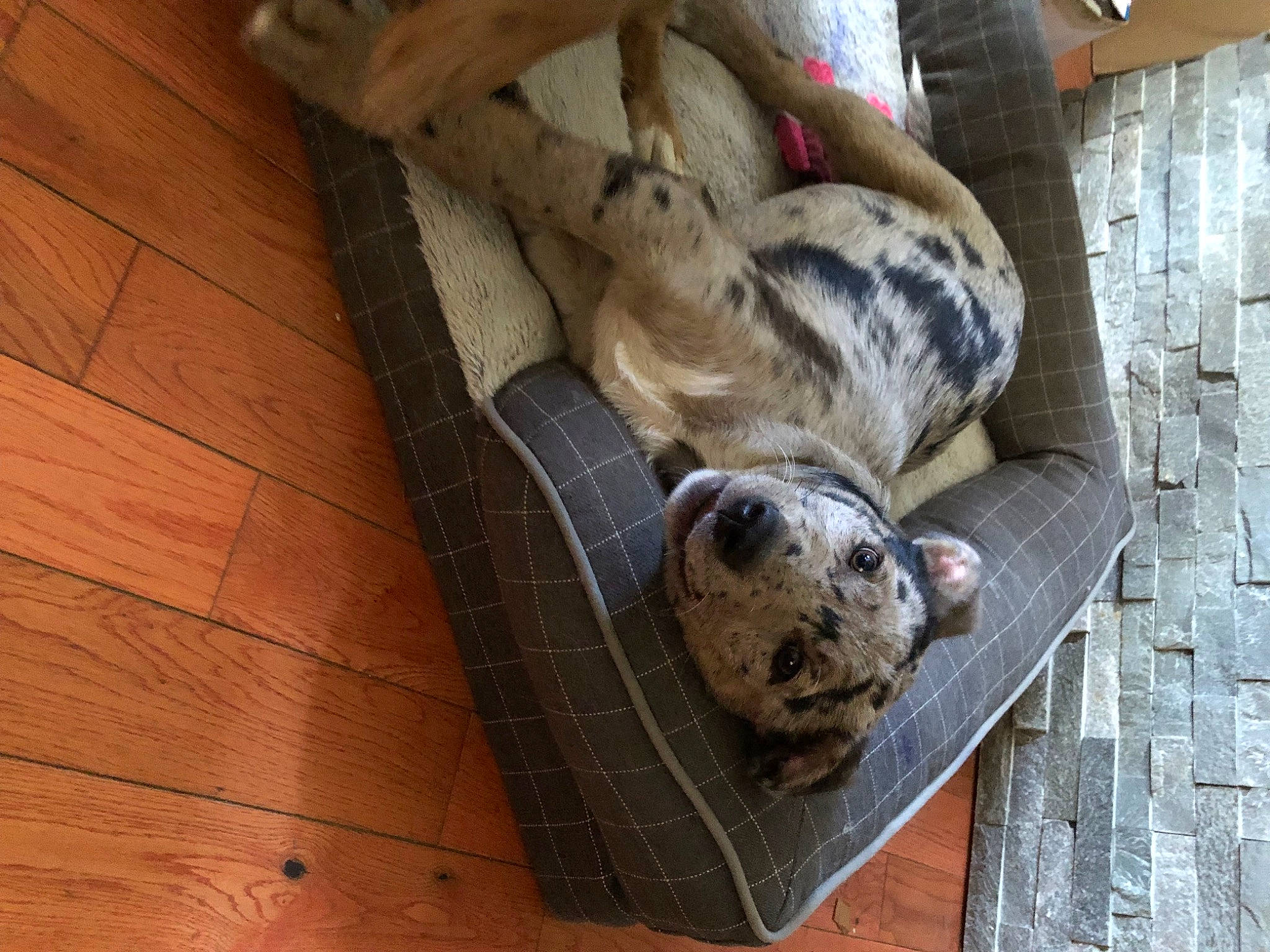 Dagger is registered to the contest to win money with this photo: bearded_seal, bored, cage, canidae, carnivore, companion_dog, dog_breed, fur, hardwood, pet_supply, plank, plywood, snout, sporting_group, terrestrial_animal, varnish, wildlife, wood, wood_flooring, wood_stain