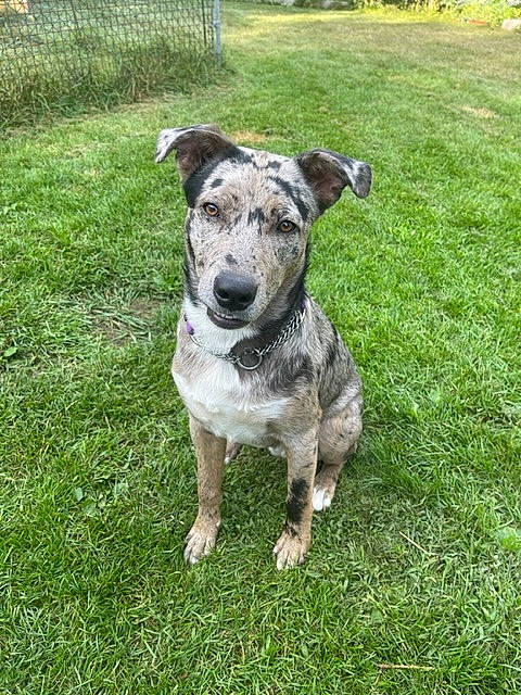 Dagger joined the competition — help win amazing prizes! australian_cattle_dog, canidae, carnivore, collar, companion_dog, dog, dog_breed, dog_collar, dog_supply, fawn, grass, groundcover, hunting_dog, non_sporting_group, plant, snout, sporting_group, tail, working_animal, working_dog