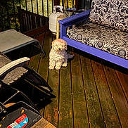 Prada joined the competition — help win amazing prizes! bench, chair, cushion, dog, fluffy, furniture, gas_tank, leaf, light, metal, night, outdoor, patio, pet, purple, quiet, relaxing, small_dog, wood, wooden_deck