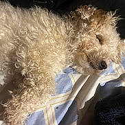 Prada joined the competition — help win amazing prizes! animal, bed, blanket, companion, cozy, curled, curly_fur, cute, dog, domestic, fur, indoor, nose, paw, pet, relaxed, resting, sleeping, sunlight, white