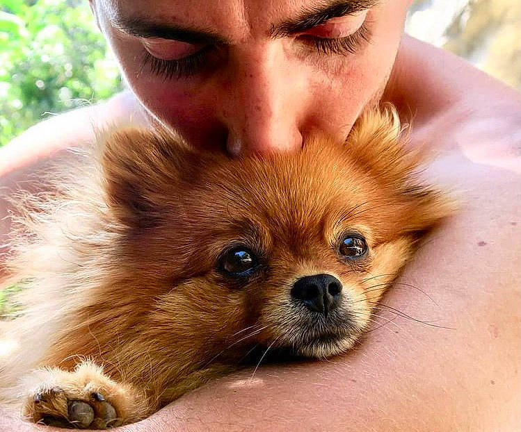 Kiwie participe au concours pour gagner de l'argent avec cette photo : canidae, carnivore, close_up, companion_dog, dog, dog_breed, fawn, fur, german_spitz_mittel, liver, non_sporting_group, photography, snout, sporting_group, terrestrial_animal, toy_dog, whiskers, working_animal