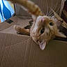 blurred, box, cardboard_box, cat, close_up, curious, green_eyes, home, indoor, kitten, motion_blur, orange_cat, paw, peekaboo, pet, playful, portrait, tabby, whiskers, young_cat