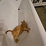 bathroom, bathtub, cabinet, cat, curiosity, domestic_cat, faucet, floor, ginger_cat, indoor, looking_up, lying_down, orange_tabby, paws, pet, pointy_ears, shadow, tail, tub, white_surface