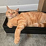 baseboard, black_box, box, cardboard_box, cat, closeup, concrete_floor, curious, feline, fur, ginger_cat, indoor, lying_down, orange_tabby, paw, pet, portrait, relaxed, tabby, whiskers