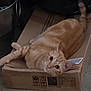 animal, barcode, cardboard_box, cat, container, curious, cute, domestic_animal, ears, feline, floor, ginger_cat, indoor, looking_at_camera, packaging, pet, relaxed, resting, tail, whiskers
