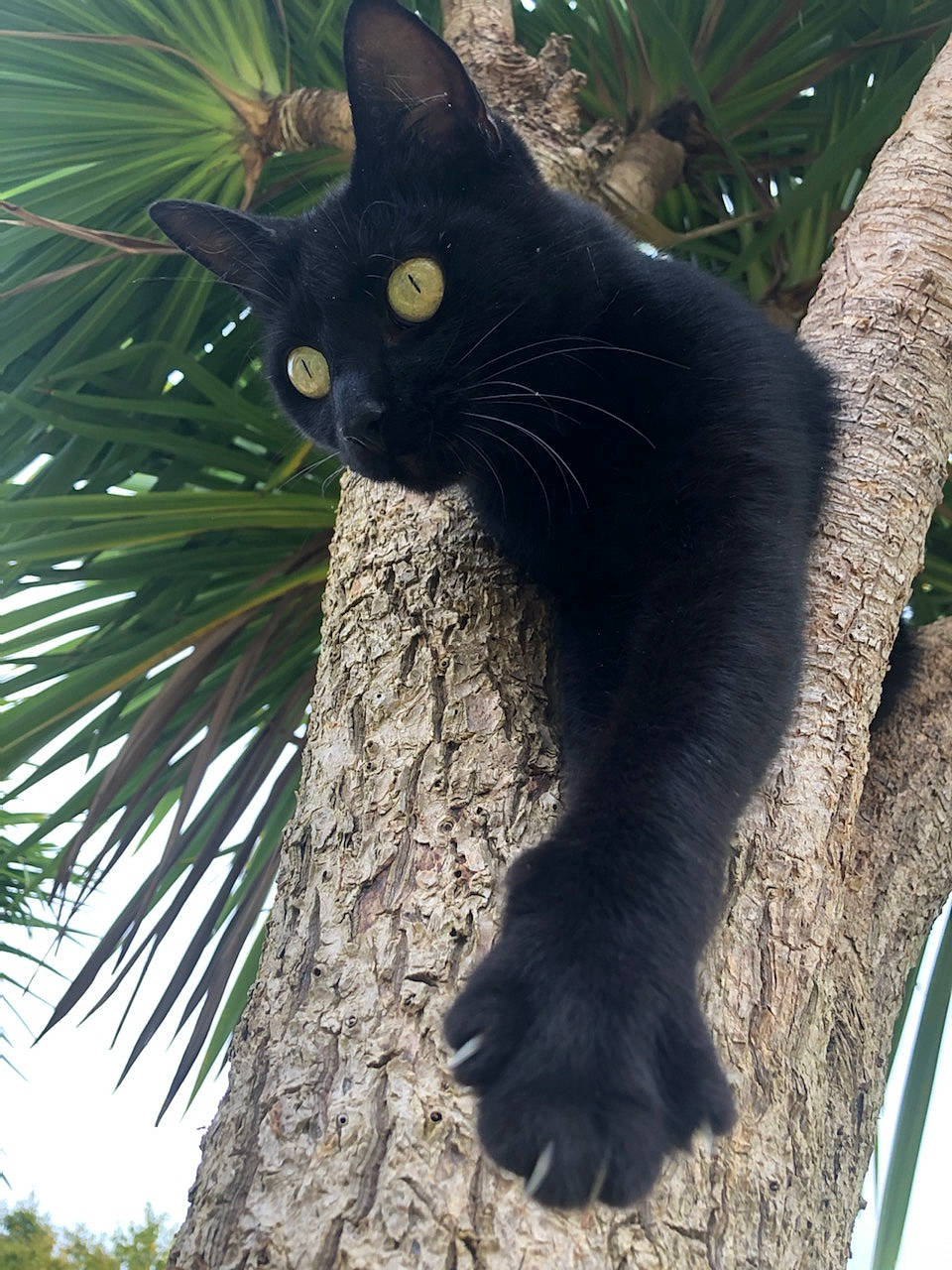 Baghera a rejoint le concours — aidez-le/la à gagner de superbes lots ! arecales, black_cat, bombay, botany, carnivore, cat, domestic_short_haired_cat, felidae, fur, grass, light, organism, plant, sky, small_to_medium_sized_cats, snout, tail, tree, trunk, whiskers