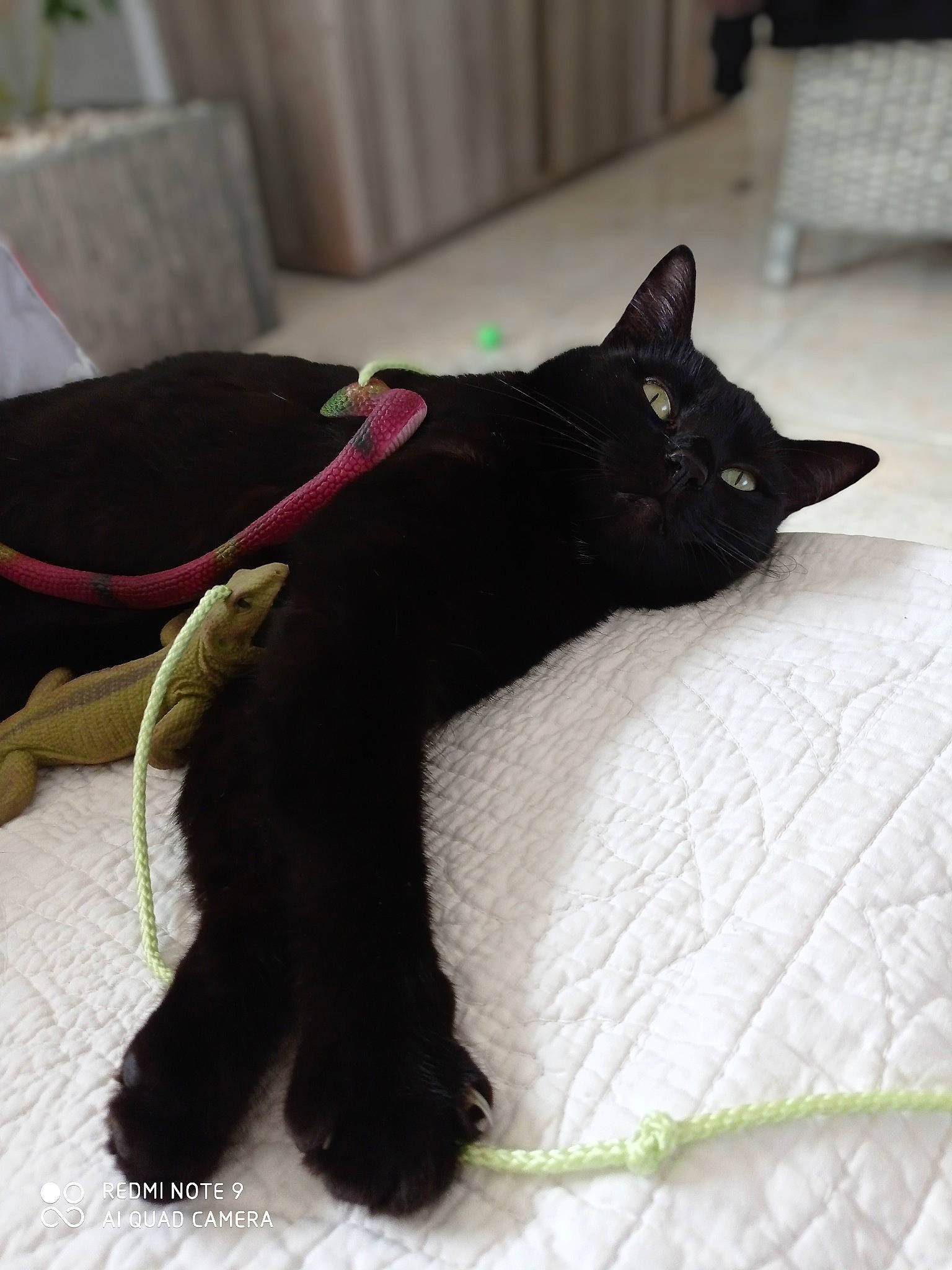 Baghera a rejoint le concours — aidez-le/la à gagner de superbes lots ! black_cat, bombay, carnivore, cat, cat_supply, claw, collar, comfort, dog_breed, domestic_short_haired_cat, felidae, fur, mammal, pet_supply, small_to_medium_sized_cats, snout, tail, terrestrial_animal, vertebrate, whiskers