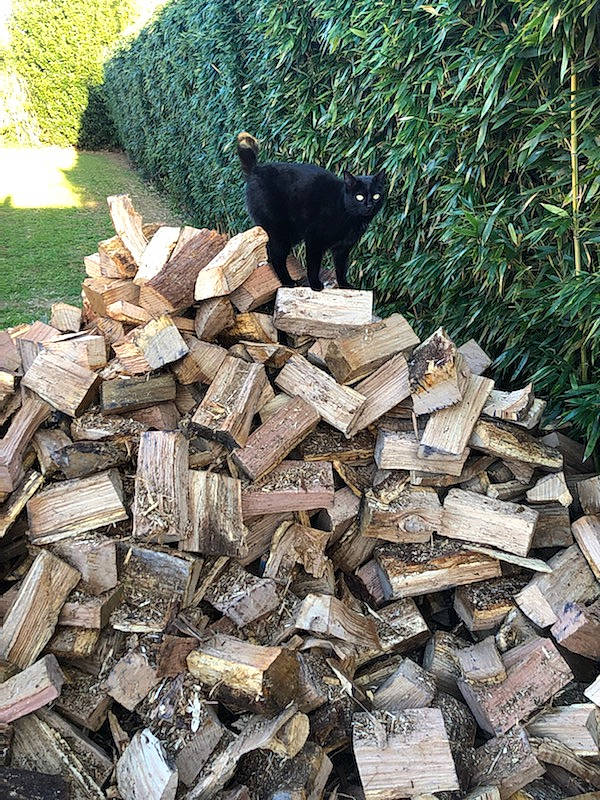 Baghera a rejoint le concours — aidez-le/la à gagner de superbes lots ! bombay, carnivore, cat, felidae, grass, groundcover, landscape, logging, lumber, metal, plant, rock, shrub, small_to_medium_sized_cats, soil, sporting_group, tail, tree, trunk, wood