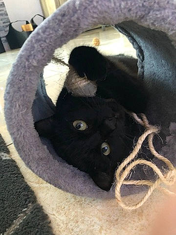 Baghera a rejoint le concours — aidez-le/la à gagner de superbes lots ! bag, black_cat, canidae, carnivore, cat, cat_bed, chair, comfort, dog_breed, domestic_short_haired_cat, eye, fashion_accessory, felidae, fur, small_to_medium_sized_cats, snout, sporting_group, tail, terrestrial_animal, whiskers