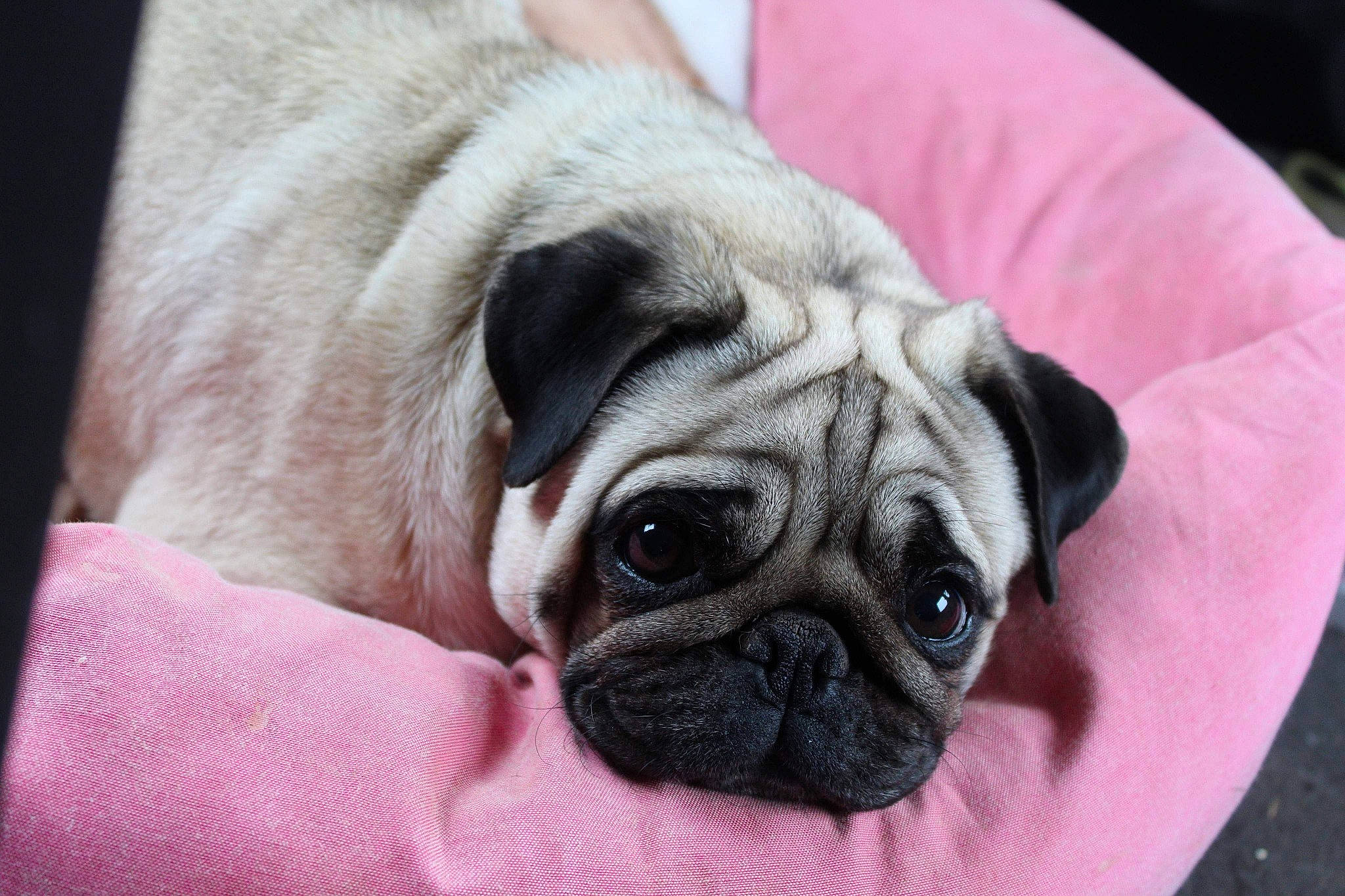 Leila a rejoint le concours — aidez-le/la à gagner de superbes lots ! canidae, carnivore, comfort, companion_dog, dog, dog_breed, dog_supply, ear, eye, fawn, fur, non_sporting_group, pug, snout, sporting_group, terrestrial_animal, toy_dog, whiskers, working_animal, wrinkle