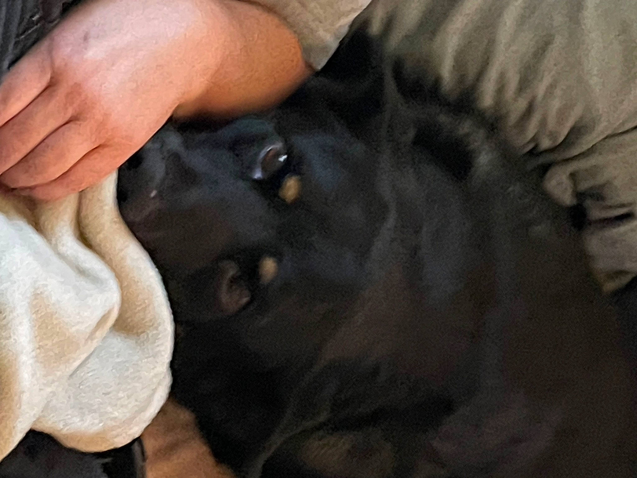 Lucy joined the competition — help win amazing prizes! borador, canidae, carnivore, companion_dog, dog, dog_breed, fawn, fur, gesture, guard_dog, nail, non_sporting_group, sporting_group, terrestrial_animal, thumb, working_animal, working_dog, wrist