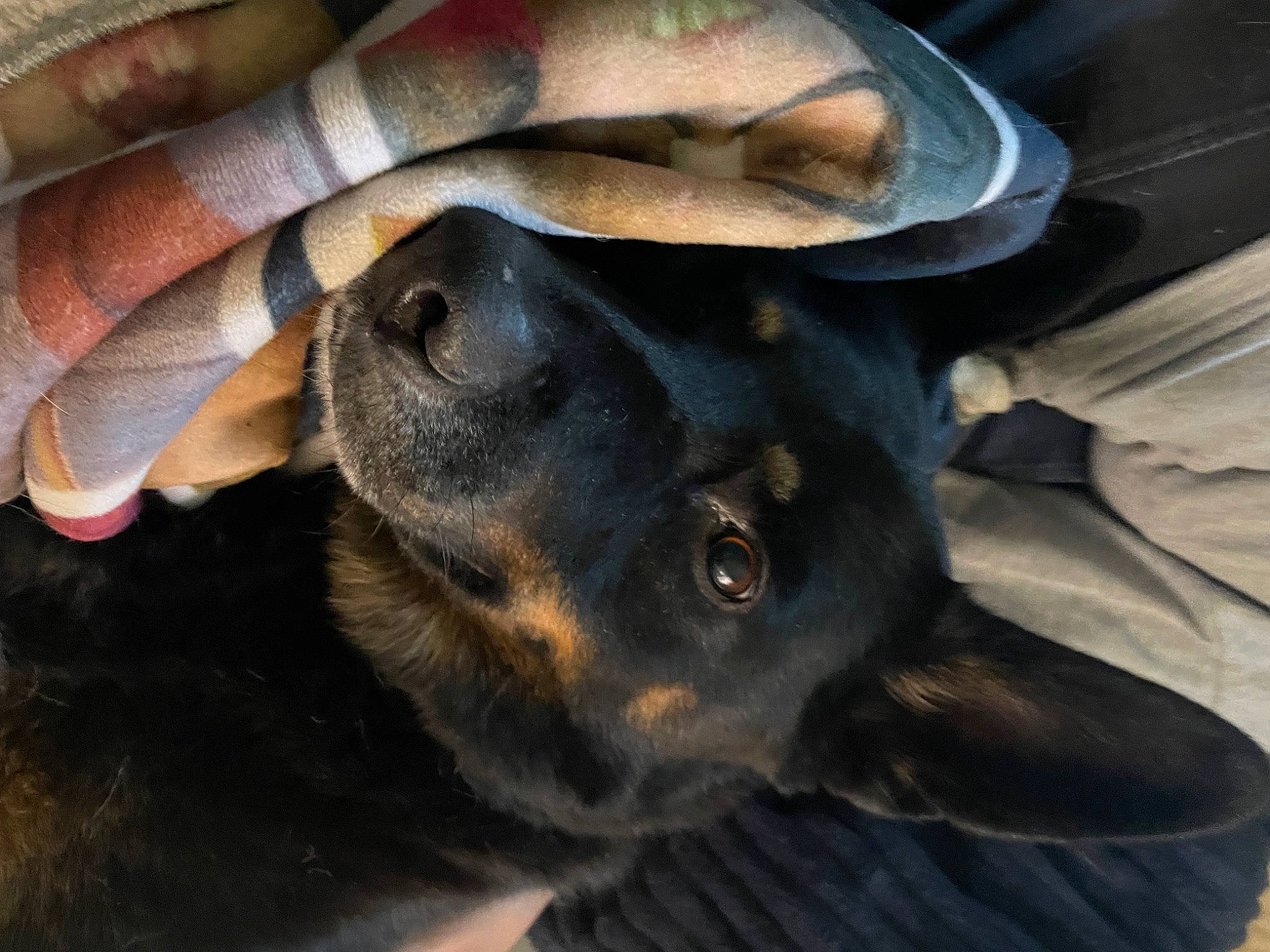 Lucy is registered to the contest to win money with this photo: canidae, carnivore, collar, companion_dog, dog, dog_breed, ear, fawn, fur, gesture, guard_dog, nail, paw, pinscher, plant, sporting_group, thumb, whiskers, working_animal, working_dog
