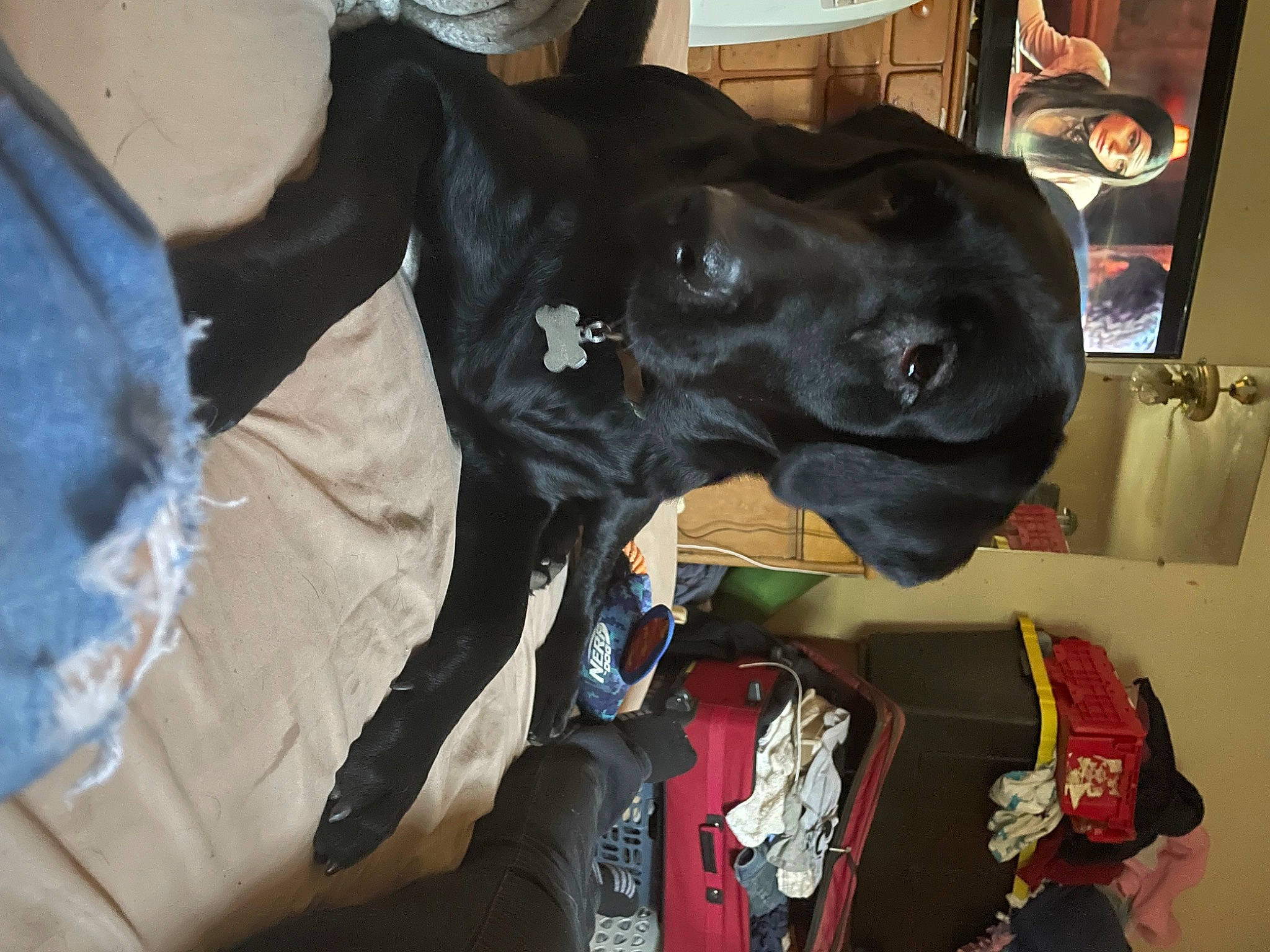 Daisy is registered to the contest to win money with this photo: borador, canidae, carnivore, collar, comfort, companion_dog, dog, dog_breed, dog_collar, ear, fur, guard_dog, hunting_dog, liver, non_sporting_group, personal_protective_equipment, snout, sporting_group, whiskers, working_animal