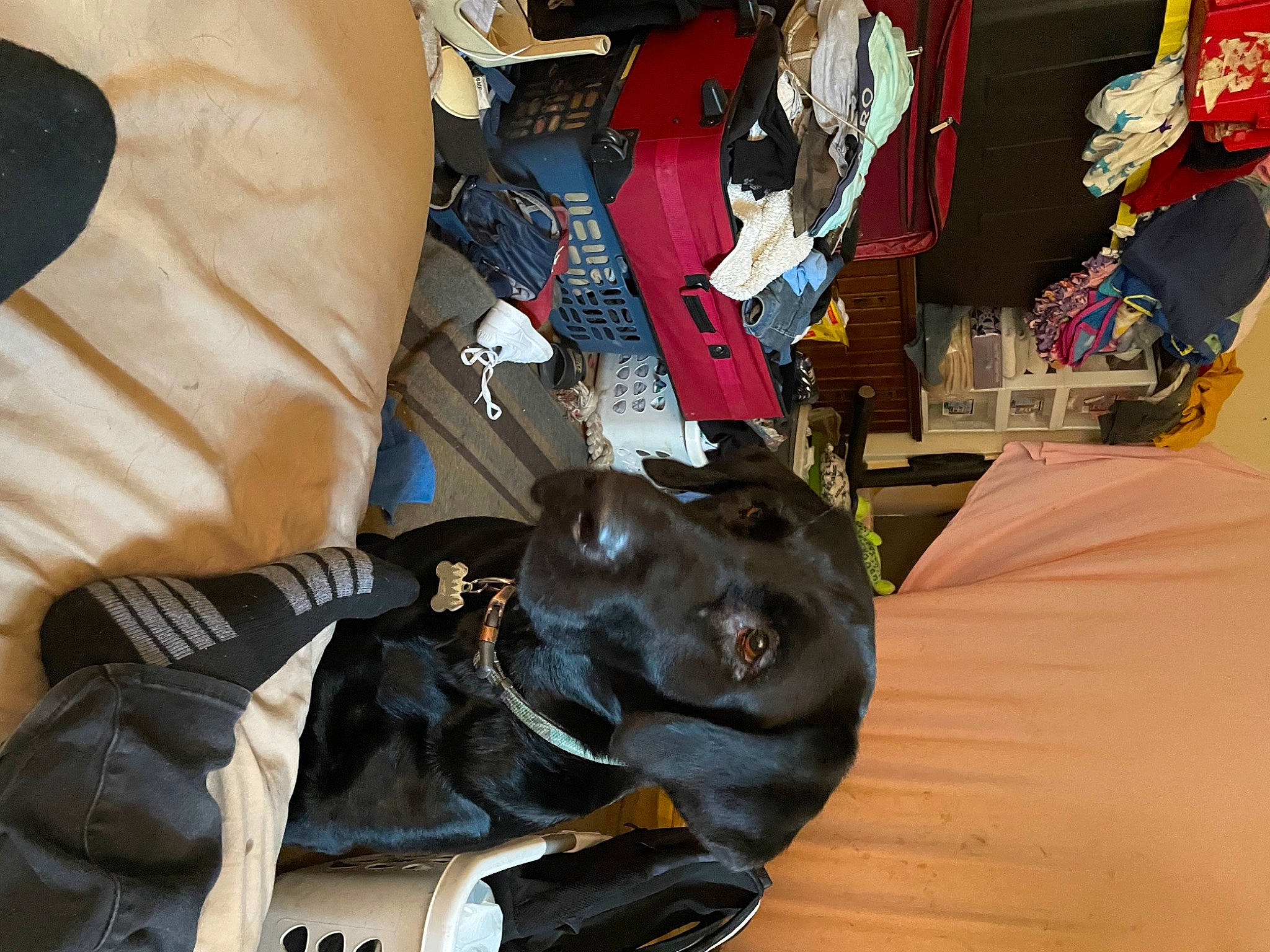 Daisy joined the competition — help win amazing prizes! art, bag, canidae, carmine, carnivore, companion_dog, dog, dog_breed, fashion_accessory, fawn, fur, hat, luggage_and_bags, personal_protective_equipment, room, snout, sporting_group, sportswear, textile, working_animal