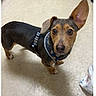 Maggie joined the competition — help win amazing prizes! dog, small_dog, brown_dog, standing, harness, floor, indoor, pet, curious, ears, looking_up, canine, animal, domestic_animal, companion, cute, adorable, alert, short_hair, one_ear_up