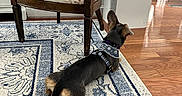 Maggie joined the competition — help win amazing prizes! dog, small_dog, collar, indoor, rug, patterned_rug, wooden_chair, cushion, pillow, flooring, hardwood_floor, living_room, furniture, decor, home_interior, pet, ears, back_view, resting, quiet