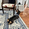 dog, small_dog, collar, indoor, rug, patterned_rug, wooden_chair, cushion, pillow, flooring, hardwood_floor, living_room, furniture, decor, home_interior, pet, ears, back_view, resting, quiet