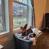 Maggie joined the competition — help win amazing prizes! dog, window, blanket, toy, indoor, plastic_bin, curtain, wood_floor, pet, resting, cozy, natural_light, small_dog, brown_dog, domestic, house, furniture, relaxed, daylight, quiet