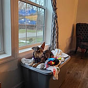 Maggie is registered to the contest to win money with this photo: dog, indoor, window, blanket, toy, plastic_bin, curtain, wood_floor, chair, pet, cozy, natural_light, relaxing, home, animal, small_dog, furniture, living_room, domestic, resting