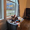 dog, indoor, window, blanket, toy, plastic_bin, curtain, wood_floor, chair, pet, cozy, natural_light, relaxing, home, animal, small_dog, furniture, living_room, domestic, resting