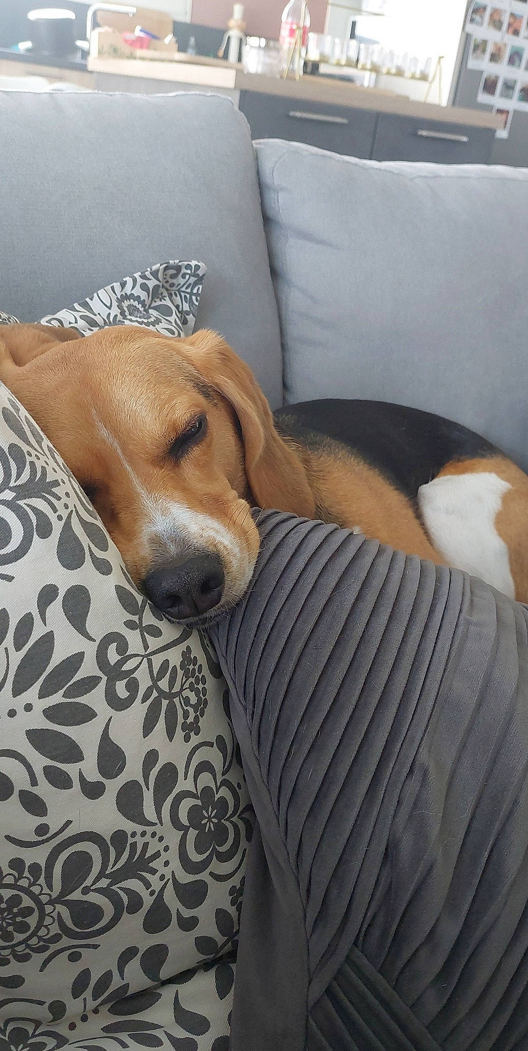 Pookie participe au concours pour gagner de l'argent avec cette photo : canidae, carnivore, comfort, companion_dog, dog, dog_breed, dog_supply, fawn, flooring, hardwood, hound, linens, nap, scent_hound, snout, sporting_group, wood, working_animal