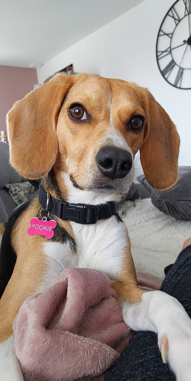 Pookie participe au concours pour gagner de l'argent avec cette photo : canidae, carnivore, collar, companion_dog, dog, dog_breed, dog_collar, fawn, fur, goggles, hound, hunting_dog, mechanical_fan, pet_supply, snout, sporting_group, sunglasses, toy, whiskers, working_animal