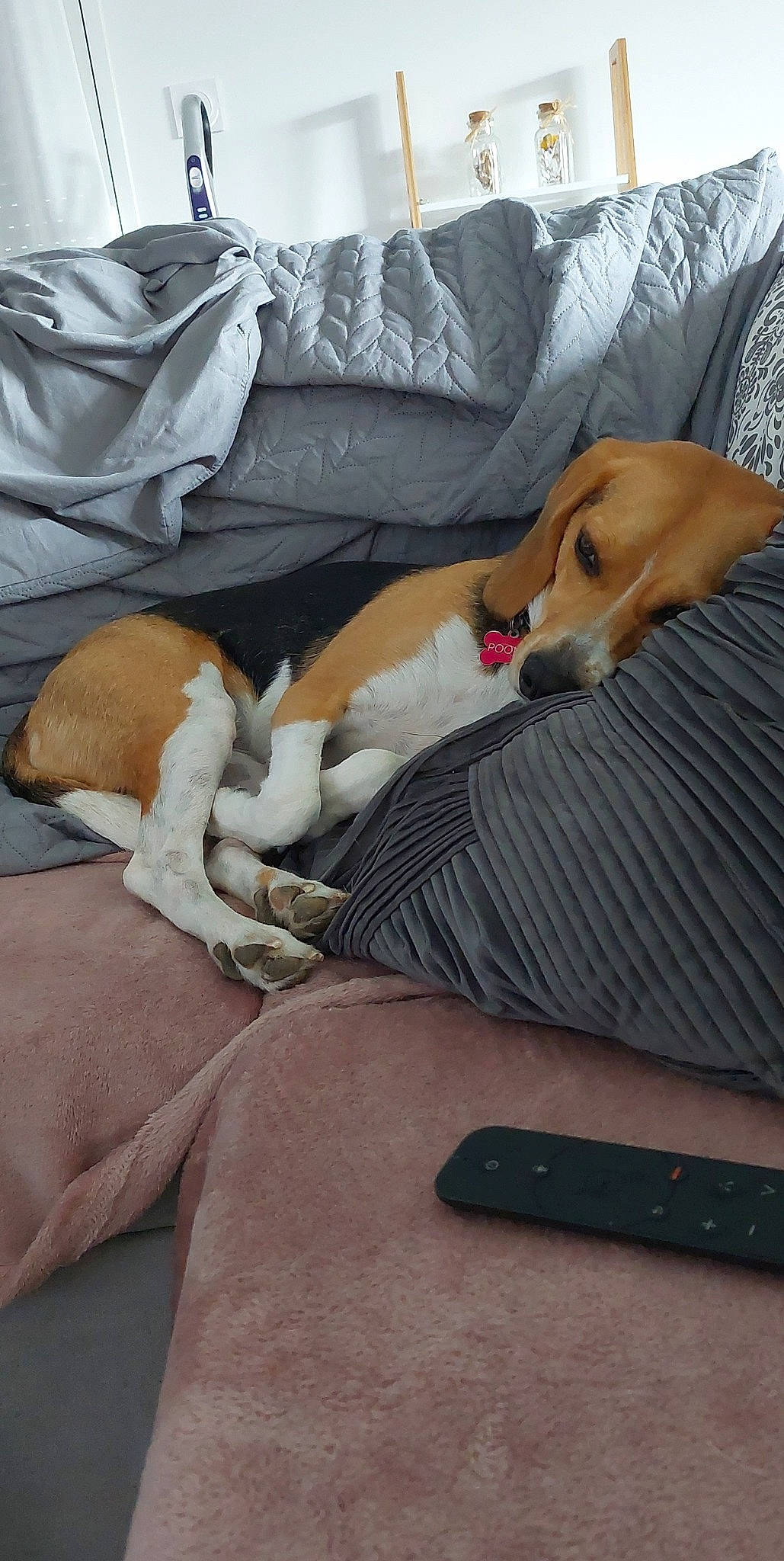 Pookie participe au concours pour gagner de l'argent avec cette photo : canidae, carnivore, comfort, companion_dog, dog, dog_breed, fawn, felidae, fur, human_leg, knee, linens, nap, office_supplies, remote_control, small_to_medium_sized_cats, sporting_group, tail, thigh, wood