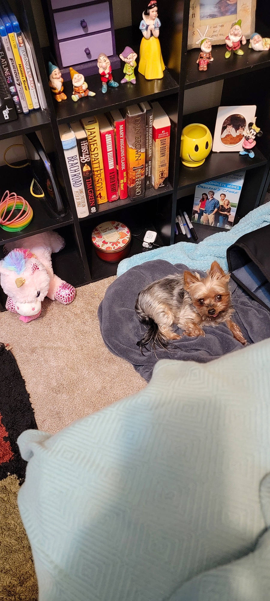 Chewy is registered to the contest to win money with this photo: bookcase, carnivore, comfort, companion_dog, dog_breed, domestic_short_haired_cat, fawn, felidae, fur, linens, publication, room, shelf, shelving, small_to_medium_sized_cats, stuffed_toy, tail, textile, toy, whiskers