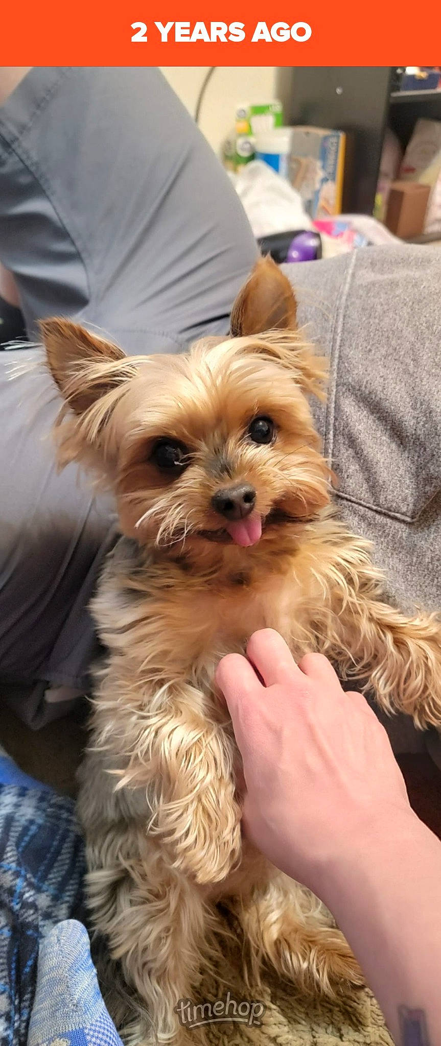 Chewy joined the competition — help win amazing prizes! biewer_terrier, canidae, carnivore, companion_dog, dog, dog_breed, dog_supply, ear, fashion_accessory, fawn, fur, liver, small_terrier, snout, sporting_group, terrier, toy_dog, working_animal, yorkipoo, yorkshire_terrier