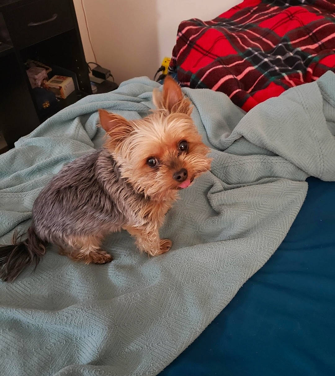 Chewy joined the competition — help win amazing prizes! canidae, carnivore, comfort, companion_dog, dog, dog_breed, dog_supply, fawn, fur, liver, small_terrier, snout, soft_drink, sporting_group, terrier, toy_dog, whiskers, working_animal, yorkipoo, yorkshire_terrier