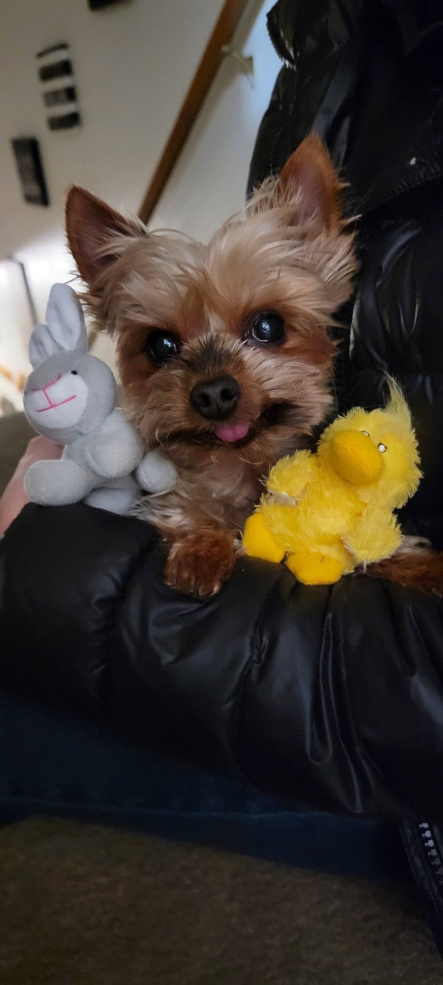 Chewy joined the competition — help win amazing prizes! canidae, carnivore, companion_dog, dog, dog_breed, dog_supply, ear, event, fawn, fur, liver, mammal, small_terrier, snout, sporting_group, stuffed_toy, toy, toy_dog, whiskers, working_animal