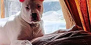 Leo joined the competition — help win amazing prizes! dog, white_dog, couch, window, curtain, indoor, pet, animal, relaxed, sunlight, backlight, chain_collar, ears, paw, furniture, home, resting, domestic, calm, cozy