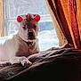 dog, white_dog, couch, window, curtain, indoor, pet, animal, relaxed, sunlight, backlight, chain_collar, ears, paw, furniture, home, resting, domestic, calm, cozy