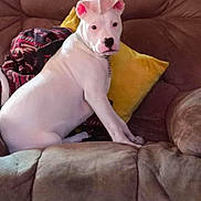 Leo joined the competition — help win amazing prizes! dog, white_dog, couch, indoor, blanket, yellow_pillow, pet, animal, furniture, sitting, looking_back, ears, pink_ears, domestic_animal, companion, relaxed, home, cozy, curious, canine