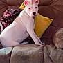 dog, white_dog, couch, indoor, blanket, yellow_pillow, pet, animal, furniture, sitting, looking_back, ears, pink_ears, domestic_animal, companion, relaxed, home, cozy, curious, canine