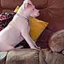 Leo is registered to the contest to win money with this photo: puppy, dog, white_dog, couch, sofa, yellow_pillow, blanket, indoor, pet, young_dog, collar, side_view, furniture, domestic_animal, cute, sitting, animal, companion, cozy, relaxing