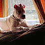 Leo joined the competition — help win amazing prizes! dog, white_dog, indoor, couch, window, sunlight, relaxed, pet, animal, chain_collar, shadow, curtain, furniture, resting, domestic_animal, mammal, companion, house, cozy, daylight