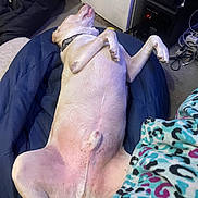 Jayce is registered to the contest to win money with this photo: dog, lying_down, cushion, blanket, indoor, relaxed, pet, light_fur, collar, floor, fridge, cable, blanket_pattern, resting, sleeping, paw, belly, home, cozy, animal