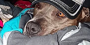 Nala is registered to the contest to win money with this photo: dog, cap, chevrolet, blanket, clothes, brown_dog, pet, indoor, cozy, resting, closeup, fabric, textile, warm, casual, sleepy, animal, fur, headwear, relaxed