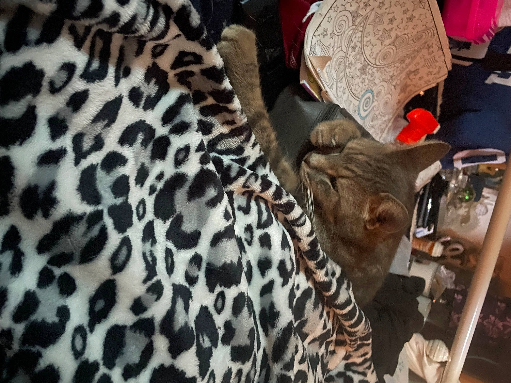 Demon joined the competition — help win amazing prizes! eyelash, fashion_accessory, fashion_design, fawn, felidae, fur, giraffe, giraffidae, hide, landscape, natural_material, organism, pattern, room, sleeve, snout, terrestrial_animal, whiskers, wildlife, wood